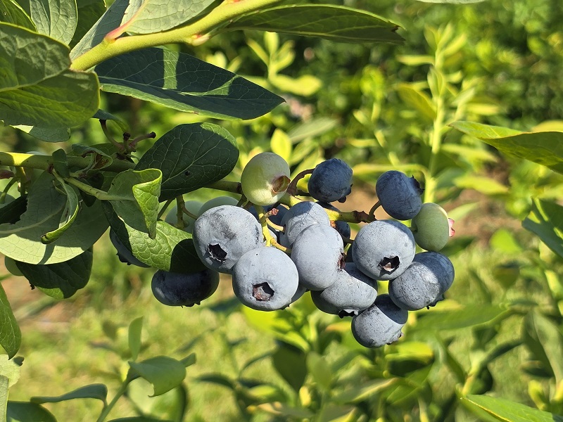 blueberries